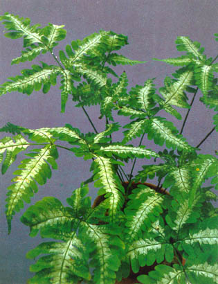 Table Fern